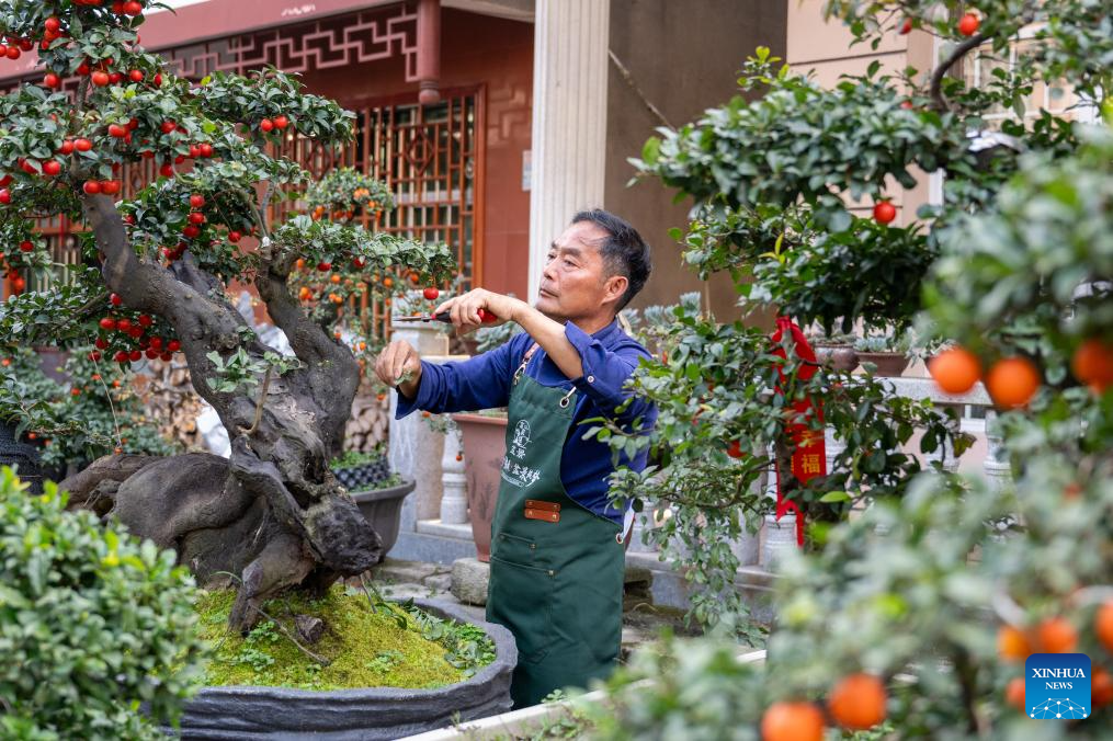 Cultivo de bonsai na província chinesa de Hubei ganha impulso com vendas online