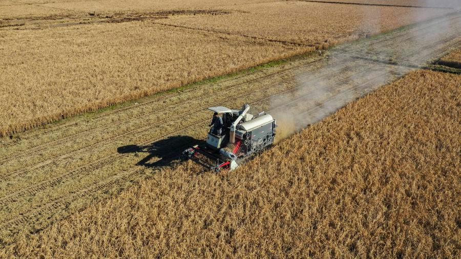 (Multimídia) Produção de grãos da China ultrapassa 714 milhões de toneladas em 2025