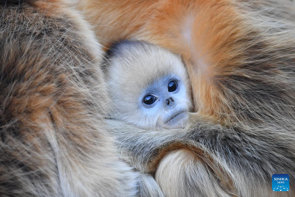 Xinhua/Shao Rui
