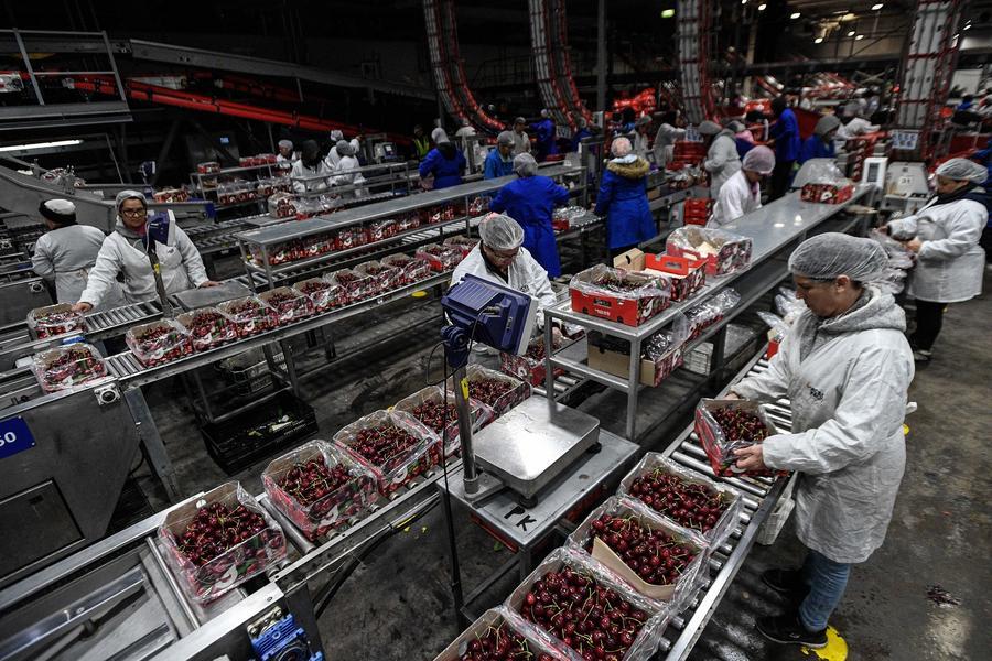 (Multimídia) "Cerejas Expressas" do Chile vindo para abastecer amplamente o mercado no Ano Novo da China