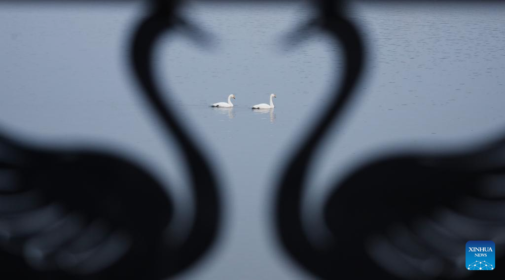 Cisnes migratórios encontram refúgio de inverno em pântanos do Rio Amarelo em Sanmenxia