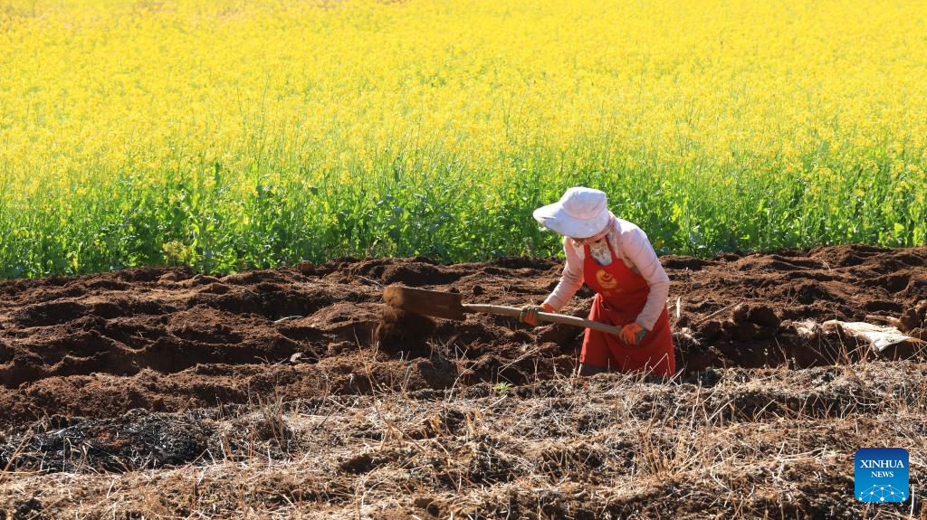 Agricultores chineses intensificam ritmo de trabalho no termo solar Pequeno Frio