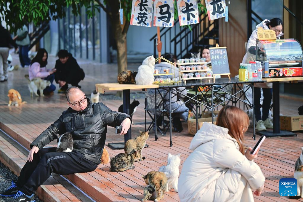 Terreno baldio vira parque temático dedicado a gatos em Chongqing