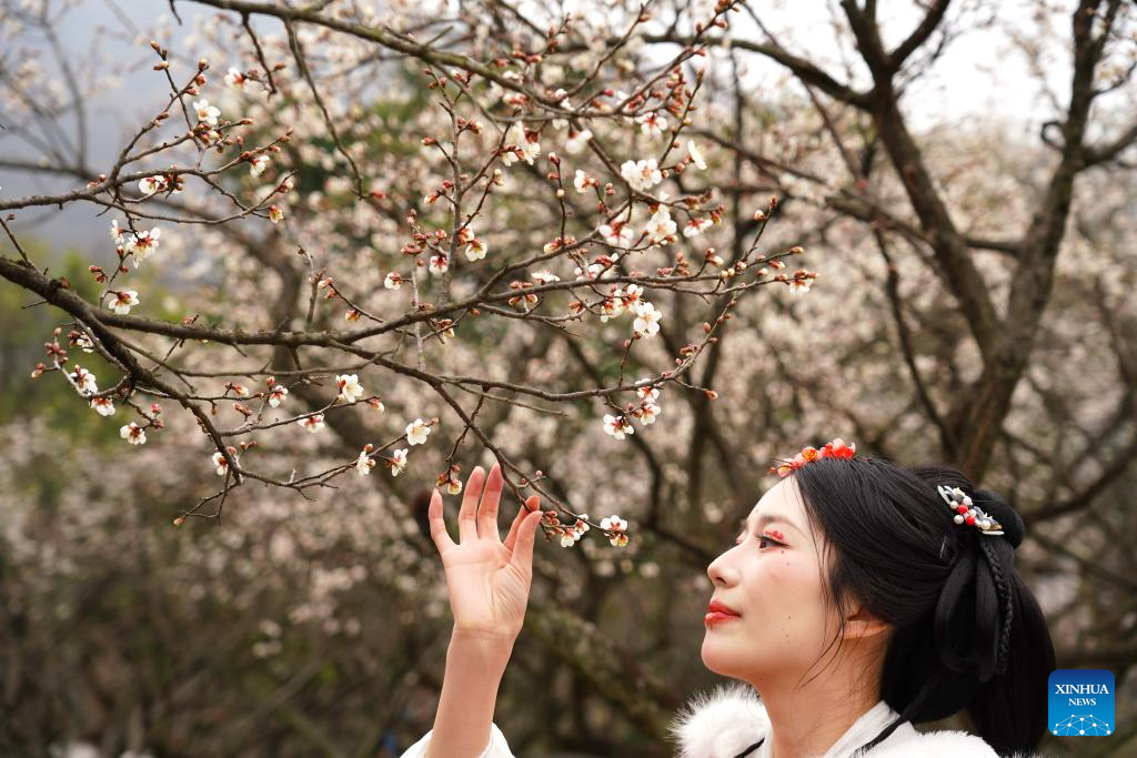 Flores de inverno embelezam espaços públicos na China