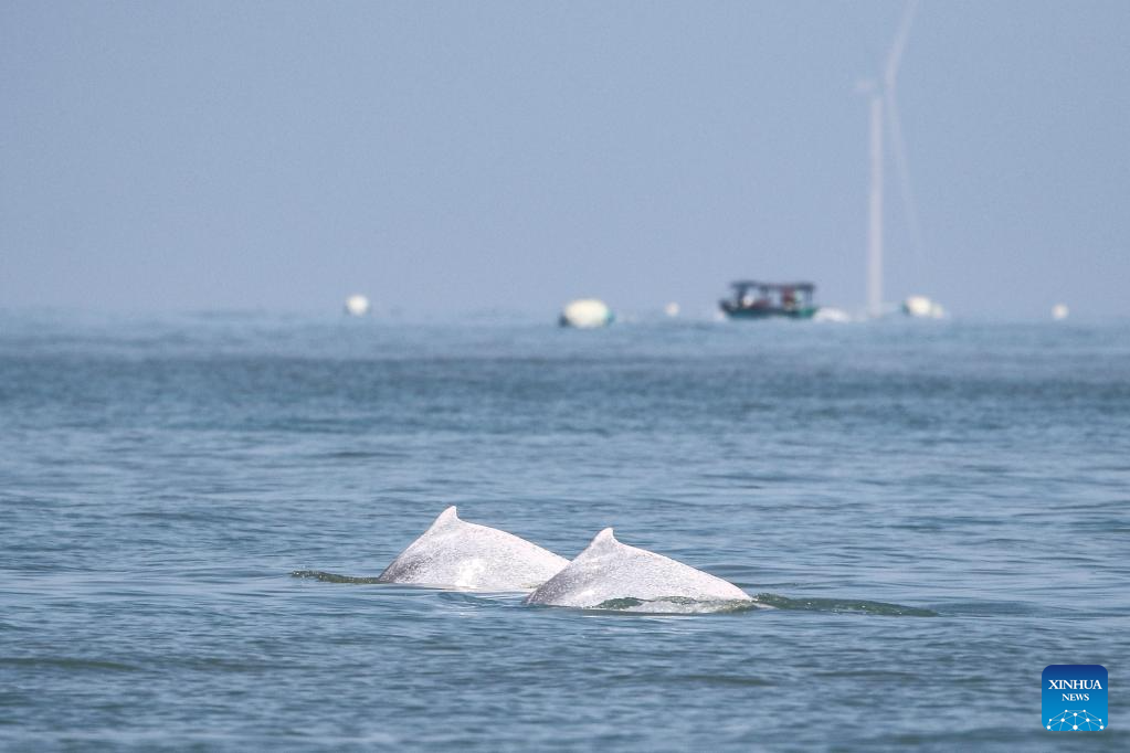 Equipe de pesquisa registra fotos de golfinhos brancos chineses nas águas próximas a Hainan