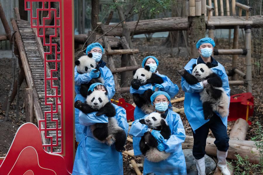 (Multimídia) Trinta filhotes recém-nascidos de panda aparecem em vídeo de saudações de Ano Novo Chinês