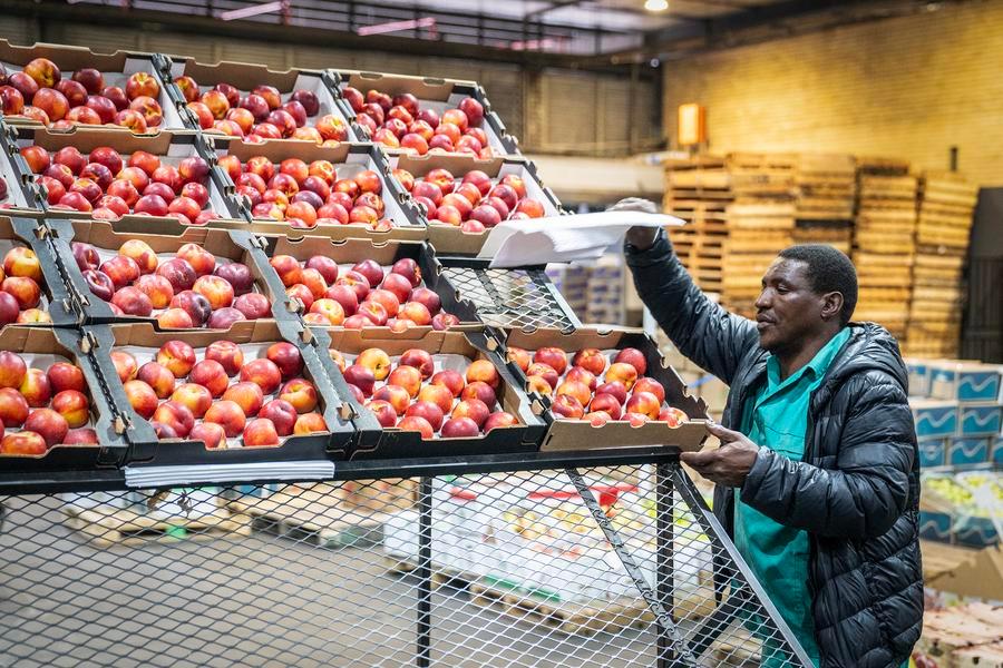 África do Sul comemora primeiro carregamento de frutas de caroço para a China