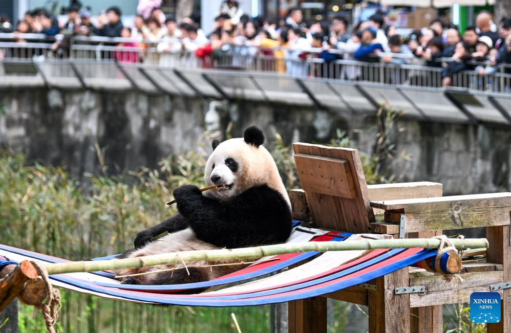 Pandas gigantes atraem turistas no Zoológico de Chongqing