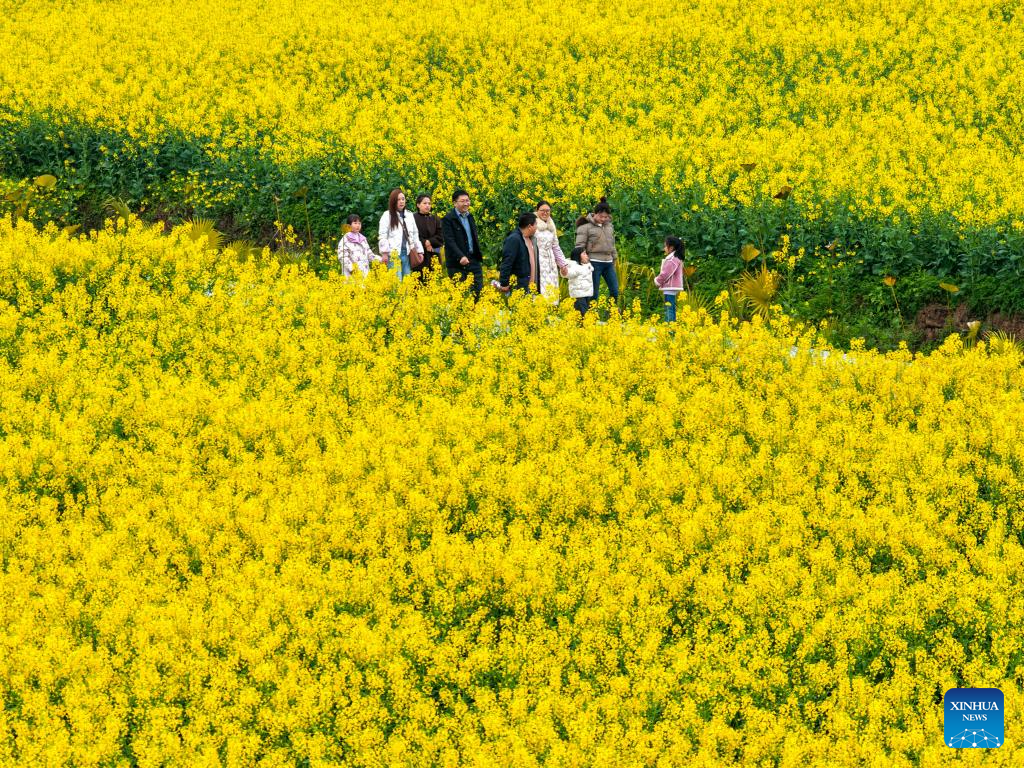 Flores de canola atraem turistas à Aldeia de Xiucai, em Chongqing, sudoeste da China