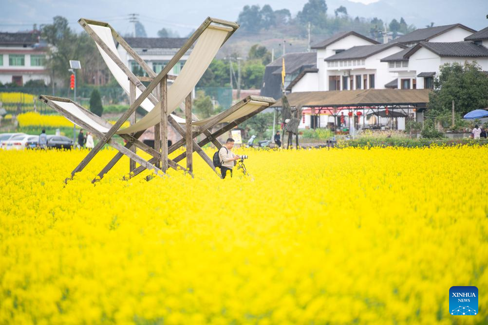 Flores de canola embelezam lavouras e colorem campos em Chongqing, no sudoeste da China