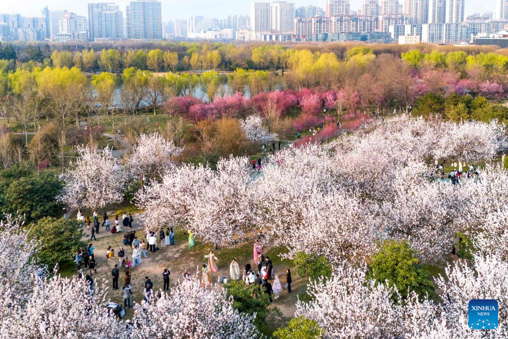 China se veste de cores vibrantes com o desbrochar das flores