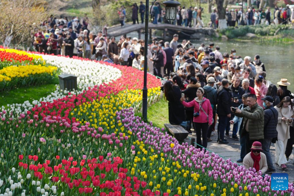 Tulipas compõem belas paisagens em Hangzhou, na província chinesa de Zhejiang