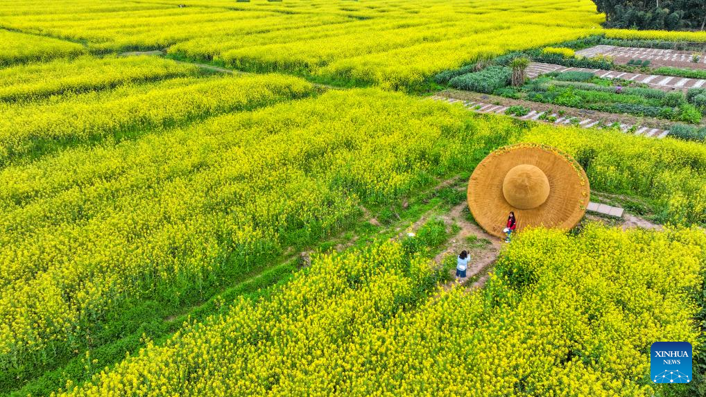 Florada de canola movimenta turismo em Tongnan, na cidade chinesa de Chongqing