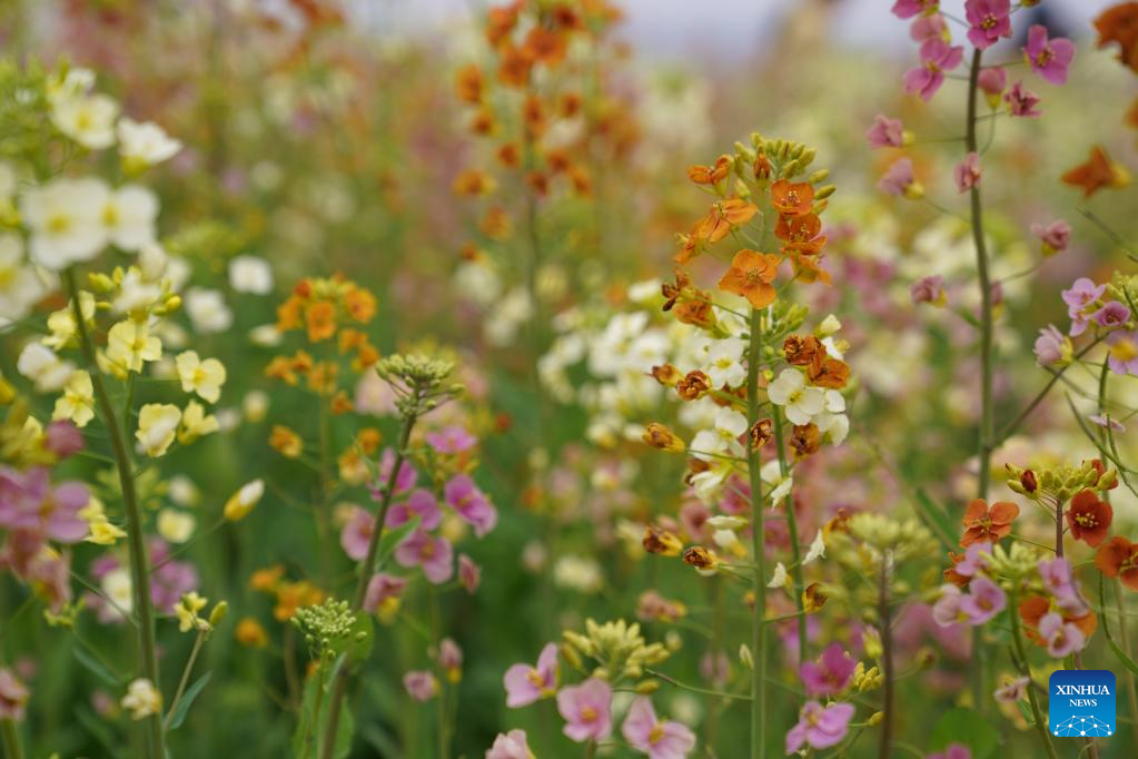 Flores de canola multicoloridas atraem turistas em Nanchang, na província chinesa de Jiangxi