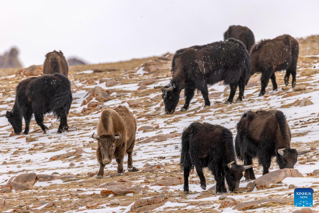 Dia Mundial das Geleiras: Iaques selvagens na Geleira Zangser Kangri, em Xizang, na China
