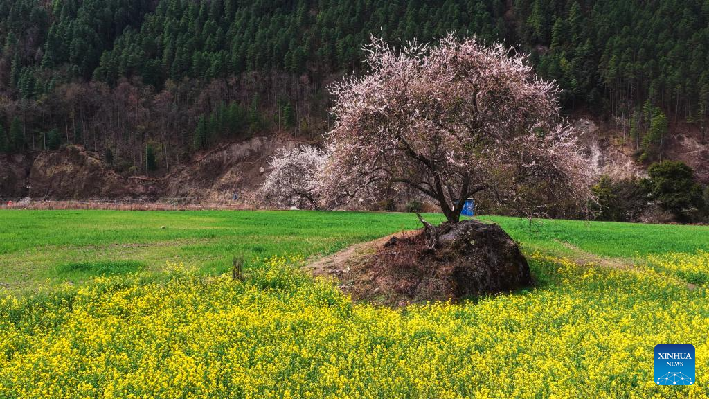 Canola e pessegueiros em floração embeleza paisagens do Distrito de Bomi, em Xizang, no sudoeste da China