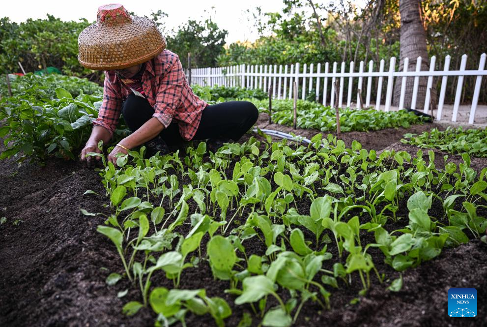 Ilha árida vira tesouro verde após anos de preservação em Hainan