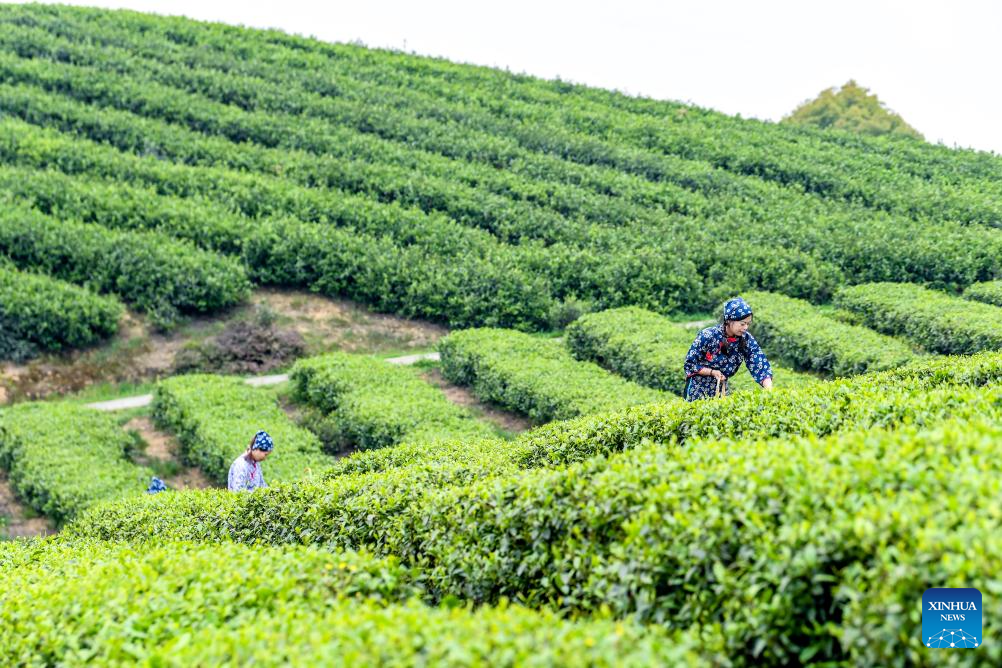Plantações de chá entram na alta temporada de colheita em Chongqing, no sudoeste da China