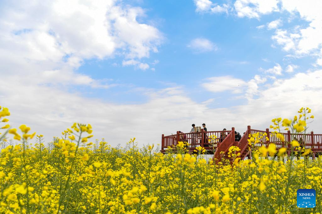 Cidade chinesa de Hanzhong aposta na "economia das flores" para o desenvolvimento da região
