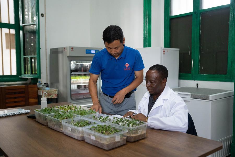Wu Guiyun (esquerda), especialista em produção de sementes e testes de qualidade do quarto grupo de especialistas agrícolas chineses que prestam assistência a Moçambique, ensina a um técnico local técnicas de melhoramento de sementes na Estação Agrária de Umbeluzi, na Província de Maputo, Moçambique, em 27 de março de 2026. (Xinhua/Liu Jie)
