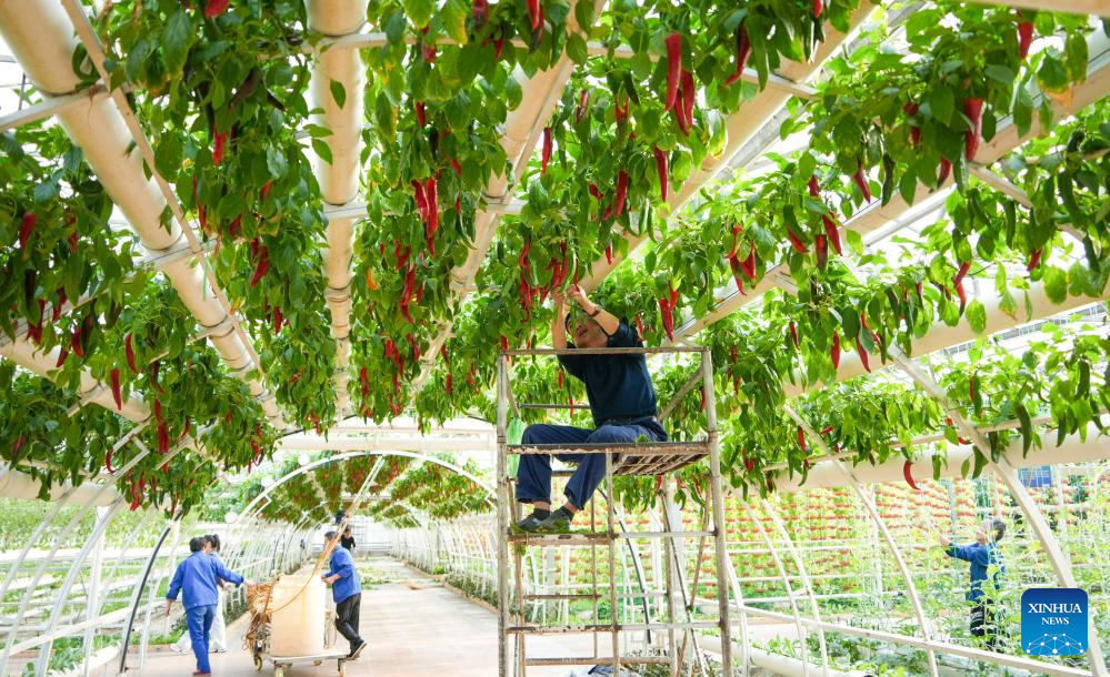 Preparativos para a 27ª Expo Internacional de Ciência e Tecnologia de Vegetais da China (Shouguang) entram na reta final