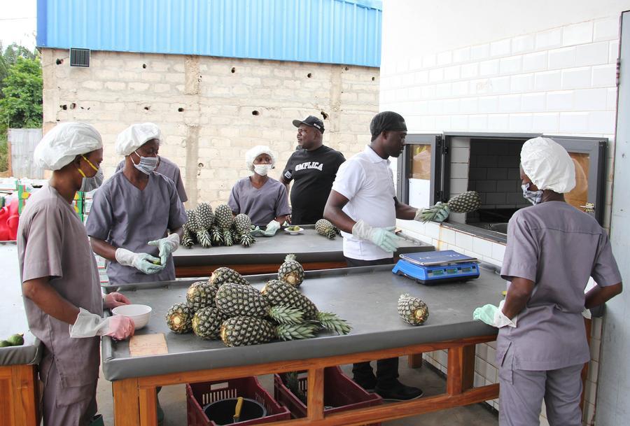 Abacaxis premium "Sugarloaf" do Benin fazem uma doce viagem para a China