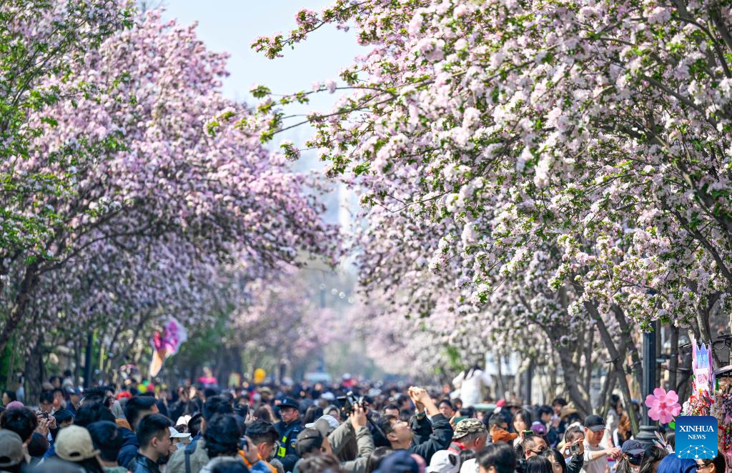 Fotos: festival da flor de macieira silvestre na área histórica urbana de Wudadao em Tianjin
