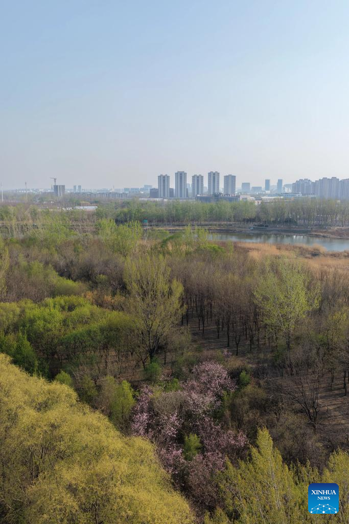 Chegada da primavera altera a paisagem da seção de Wuqing do Grande Canal em Tianjin, norte da China