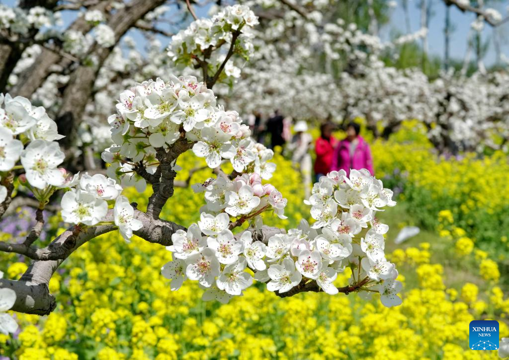 Flores de pereira atraem turistas à Cidade de Jinzhou, em Hebei, norte da China