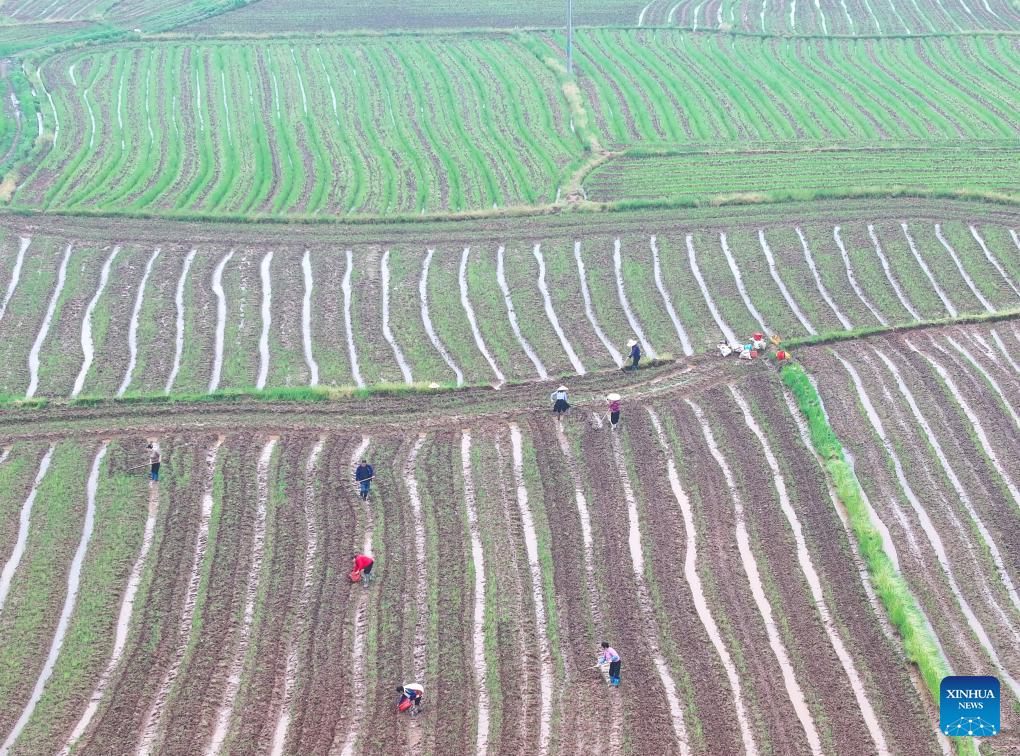 Agricultura da primavera segue avançando em toda a China