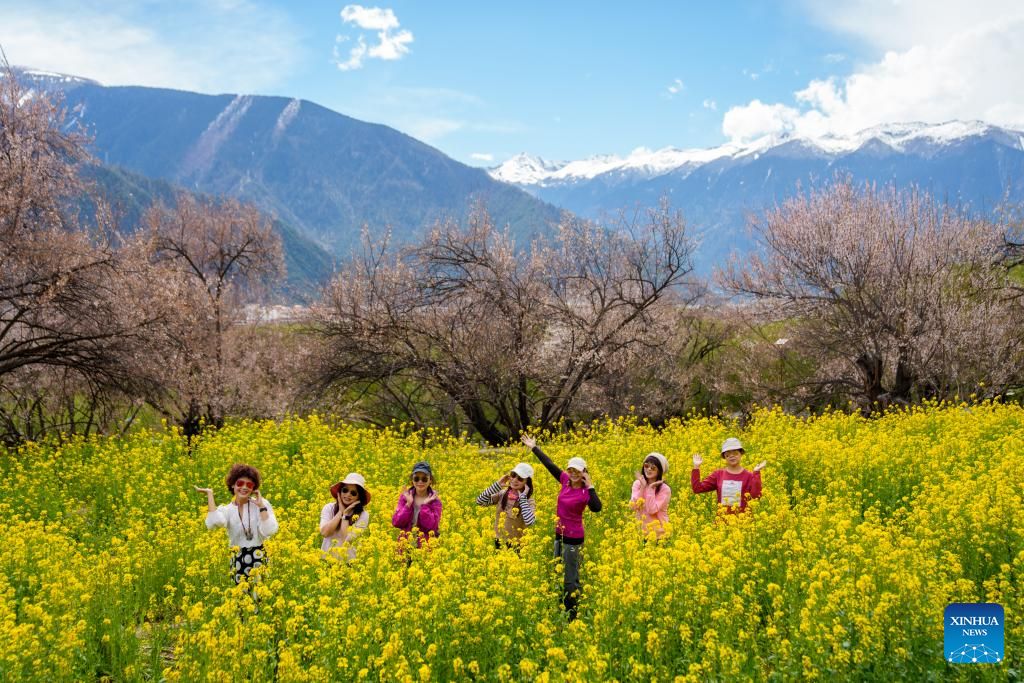 Flores de pessegueiro impulsionam economia da primavera na Cidade de Nyingchi, em Xizang