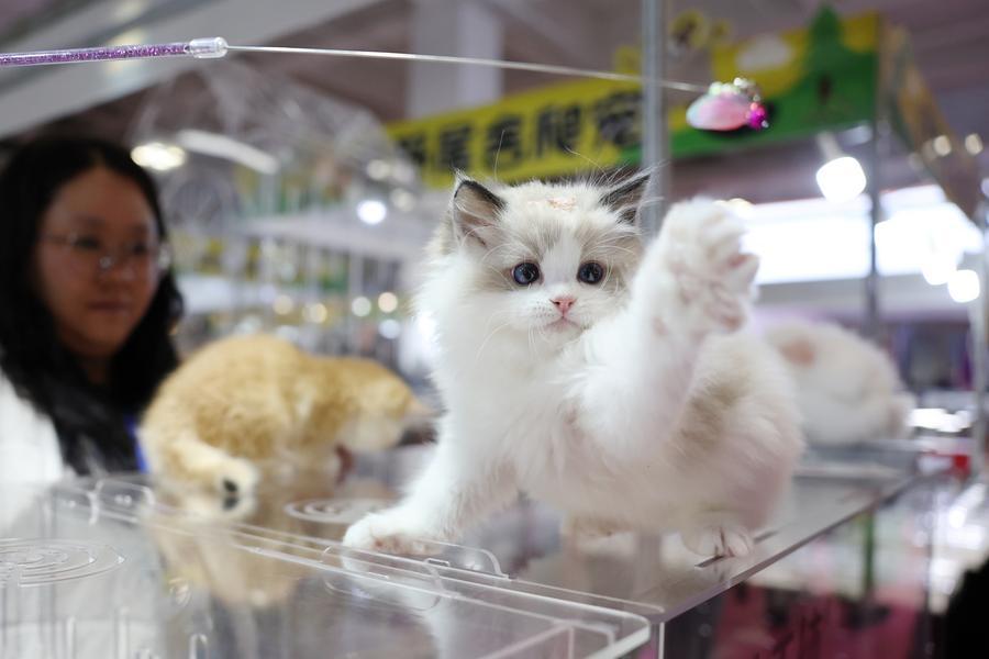 (Multimídia) Bem-vindos, companheiros peludos: China lança serviço aprimorado de viagem para pets em trens-bala