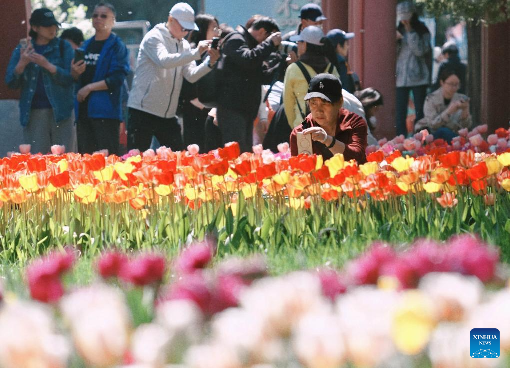 Tulipas em floração encantam visitantes no Parque Zhongshan em Beijing