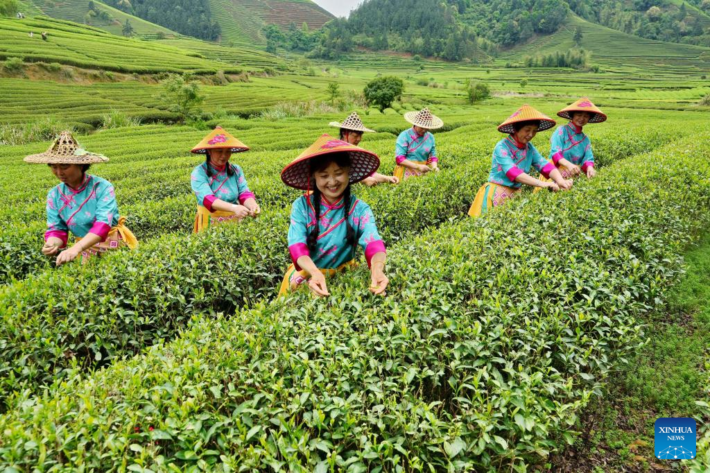 Turistas e agricultores participam de evento em plantação de chá na Cidade de Xingcun, na Província de Fujian