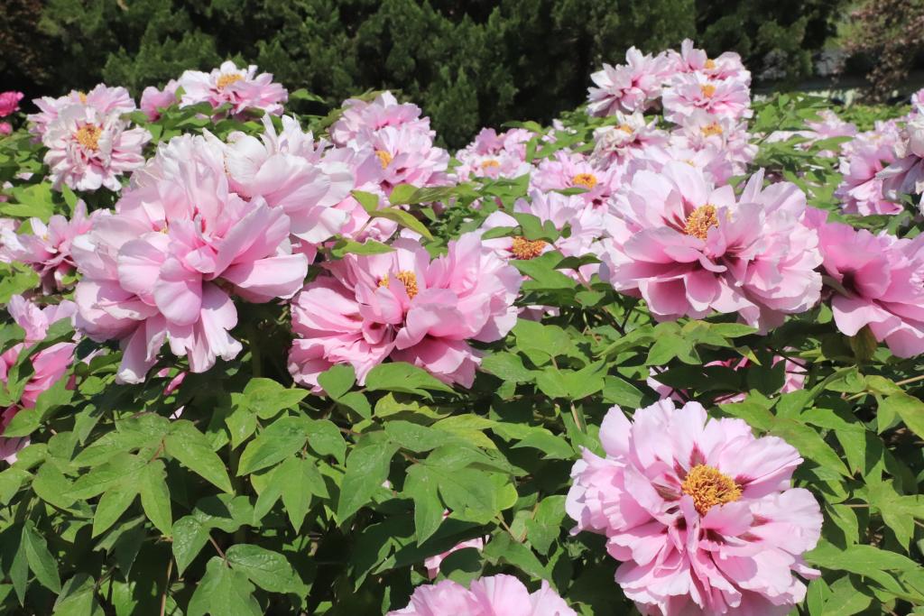 Peônias no Jardim Homônimo de Caozhou, na cidade de Heze, Província de Shandong, no leste da China, em 4 de abril de 2026. (Xinhua)