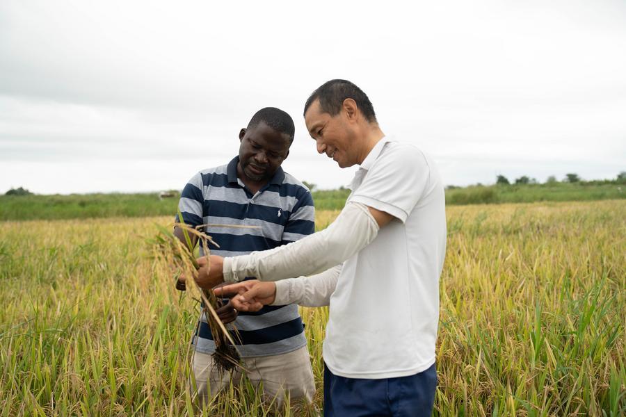 Li Yuhao (à direita), especialista em arroz e processamento agrícola do quarto grupo de especialistas agrícolas chineses que prestam assistência a Moçambique, explica técnicas de cultivo de arroz a um técnico agrícola local na Estação Agrícola de Umbeluzi, na Província de Maputo, Moçambique, em 19 de março de 2026. (Xinhua/Liu Jie)