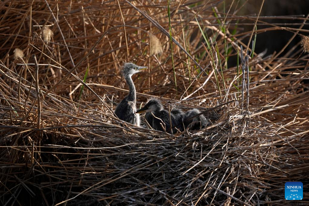 Fotógrafos registram aves migratórias na área cênica de Shahu, no noroeste da China