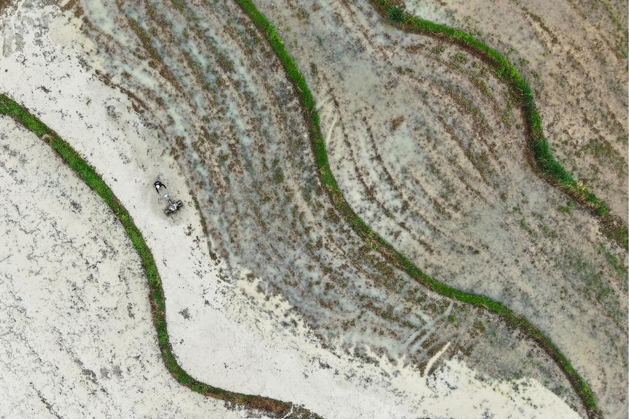 (Multimídia) Relatório projeta oferta mais robusta de grãos e dos principais produtos agrícolas na China em 2026