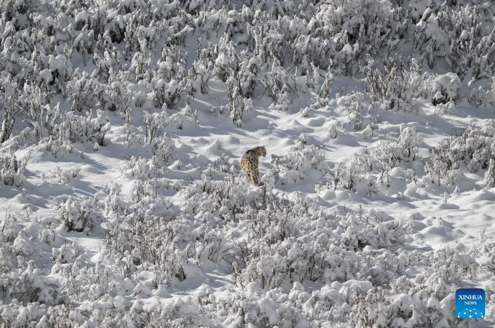 Fotógrafo registra leopardo-das-neves na área cênica de Lianbao Yeze, na província chinesa de Sichuan
