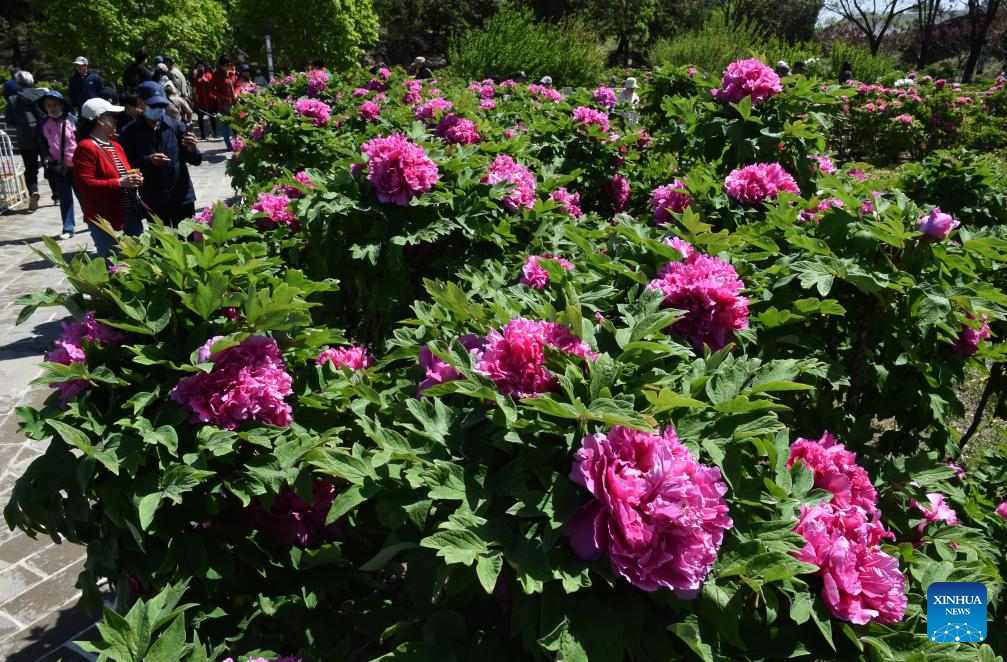 Peônias em plena floração encantam turistas no Parque Yuanmingyuan em Beijing