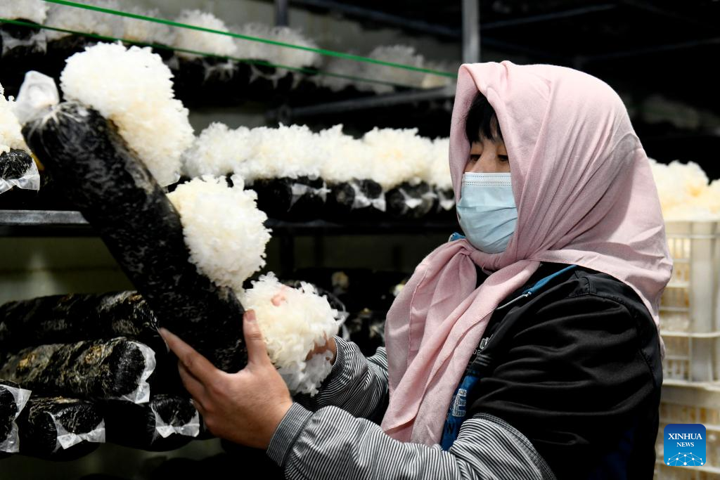 Indústria de cogumelos impulsiona revitalização rural em Shandong, no leste da China