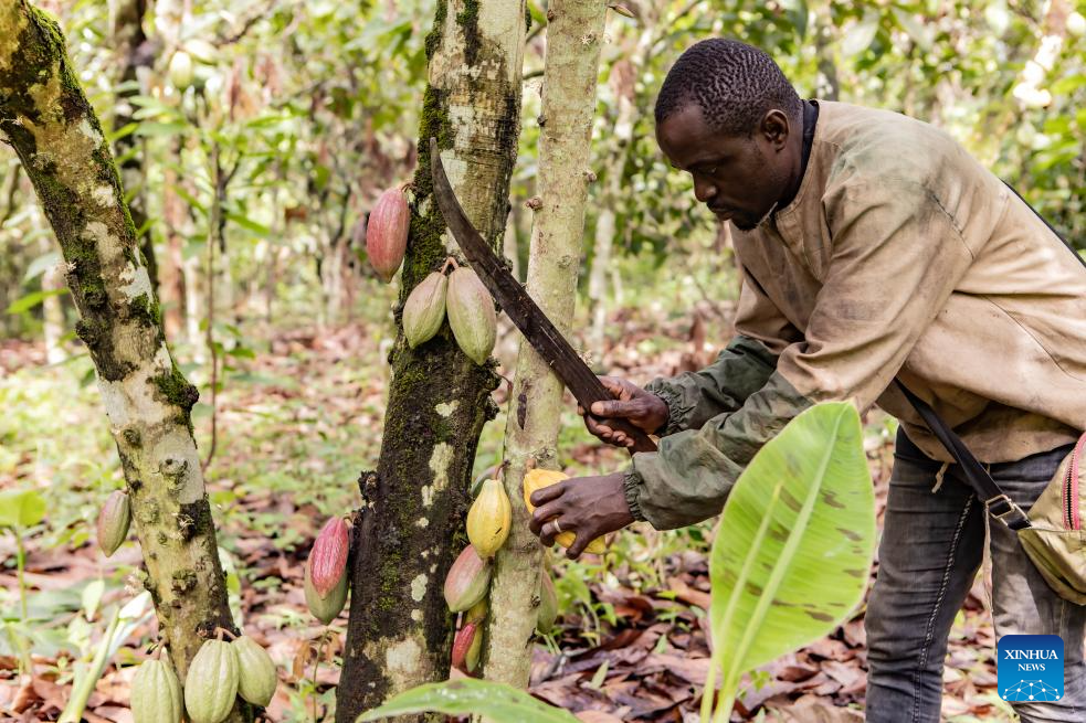 Destaque: Produtores de cacau de Camarões visam o vasto mercado chinês, impulsionados pela política de tarifa zero de Beijing