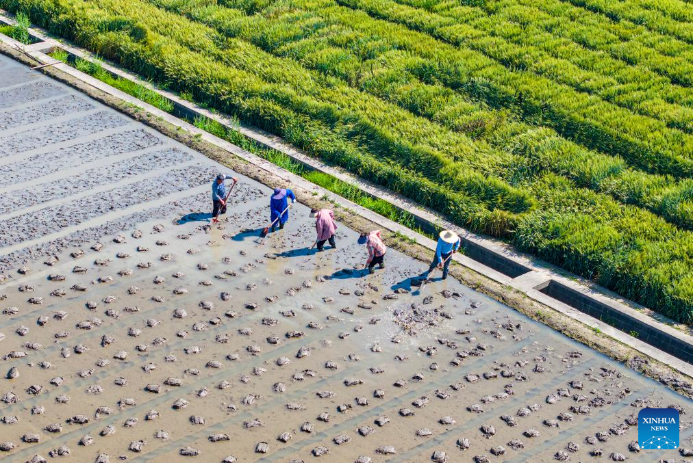 Agricultores chineses trabalham em ritmo intenso no início do verão